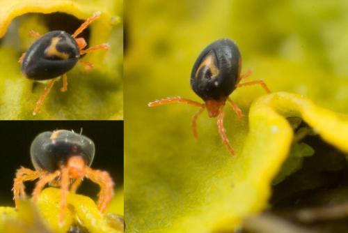 Réf. 249 471 : Penthalodes sp.